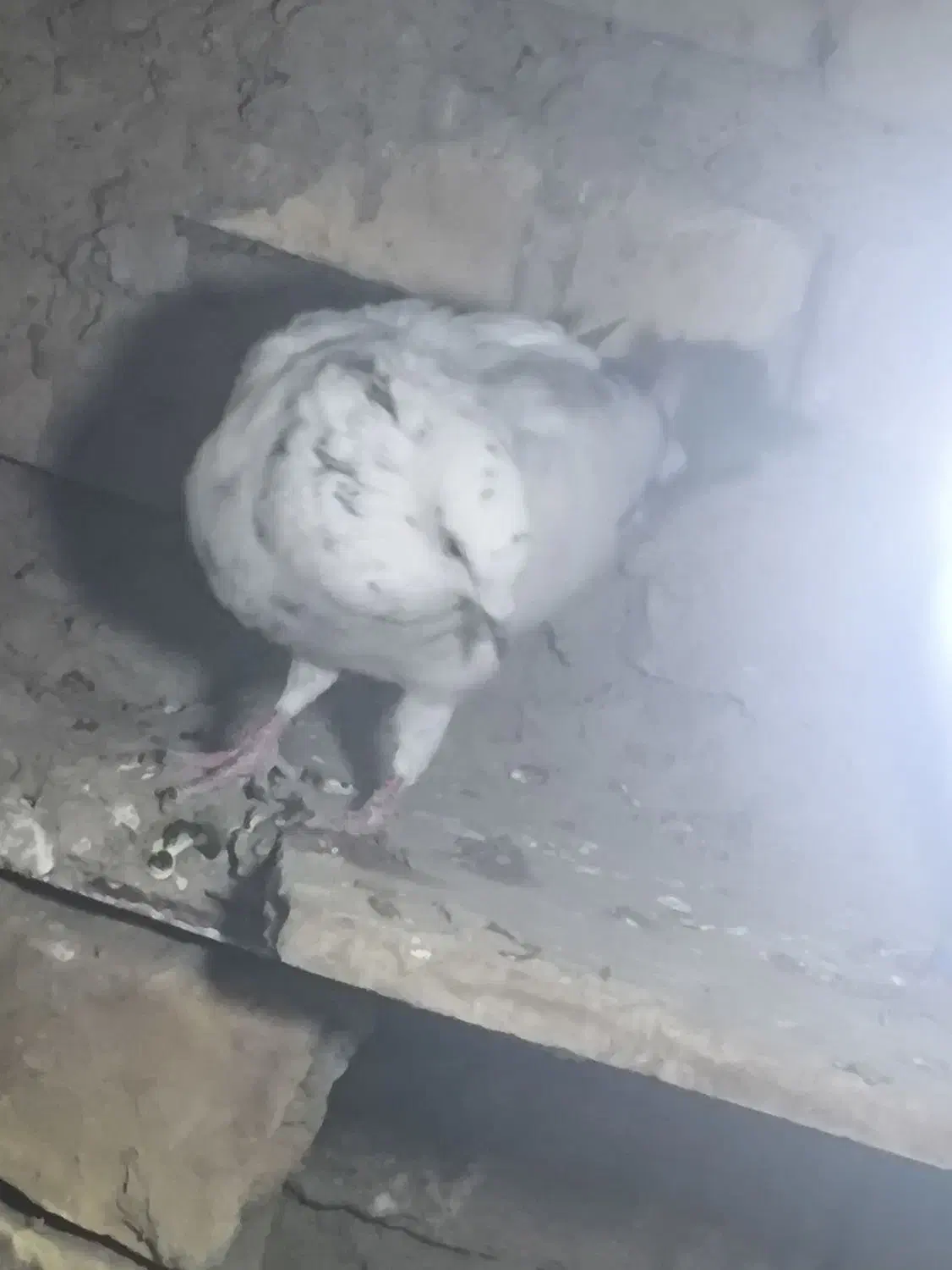 کبوتر|پرنده|کرباسک, |دیوار