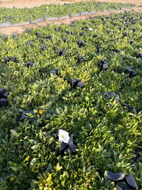 انواع نشا گل جعبه اطلسی|گل و گیاه طبیعی|محلات, |دیوار