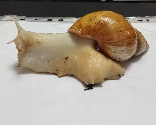 حلزون زنده بالغ|خزنده|پاکدشت, پاکدشت (مامازند)|دیوار