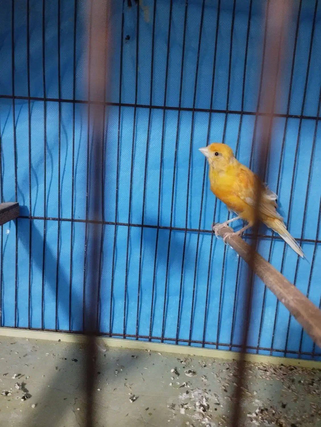 قناری کوتاه وبلند|پرنده|شوشتر, |دیوار