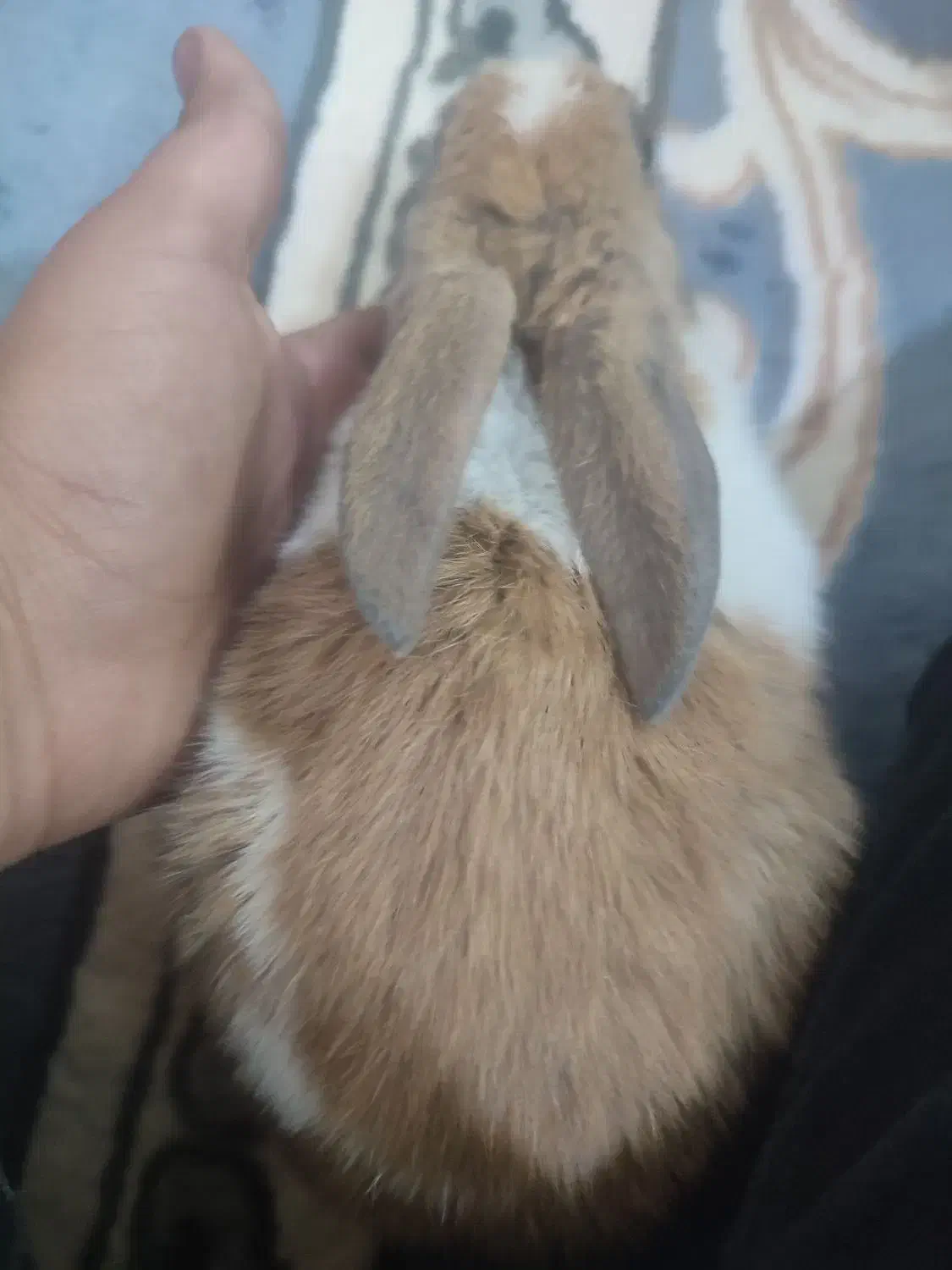 خرگوش|موش و خرگوش|فسا, |دیوار