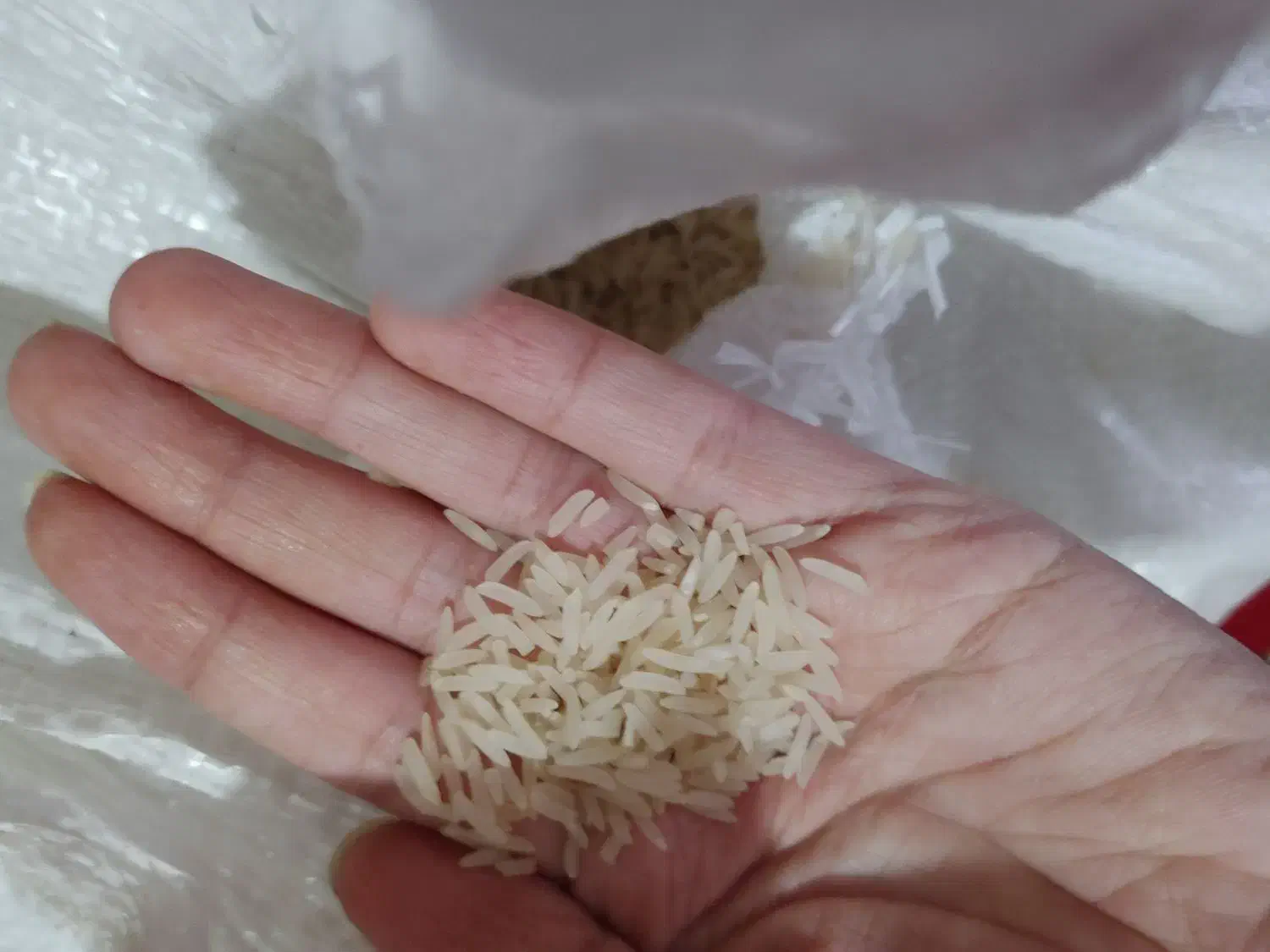 برنج فجر امسال|خوردنی و آشامیدنی|فاضل آباد, |دیوار