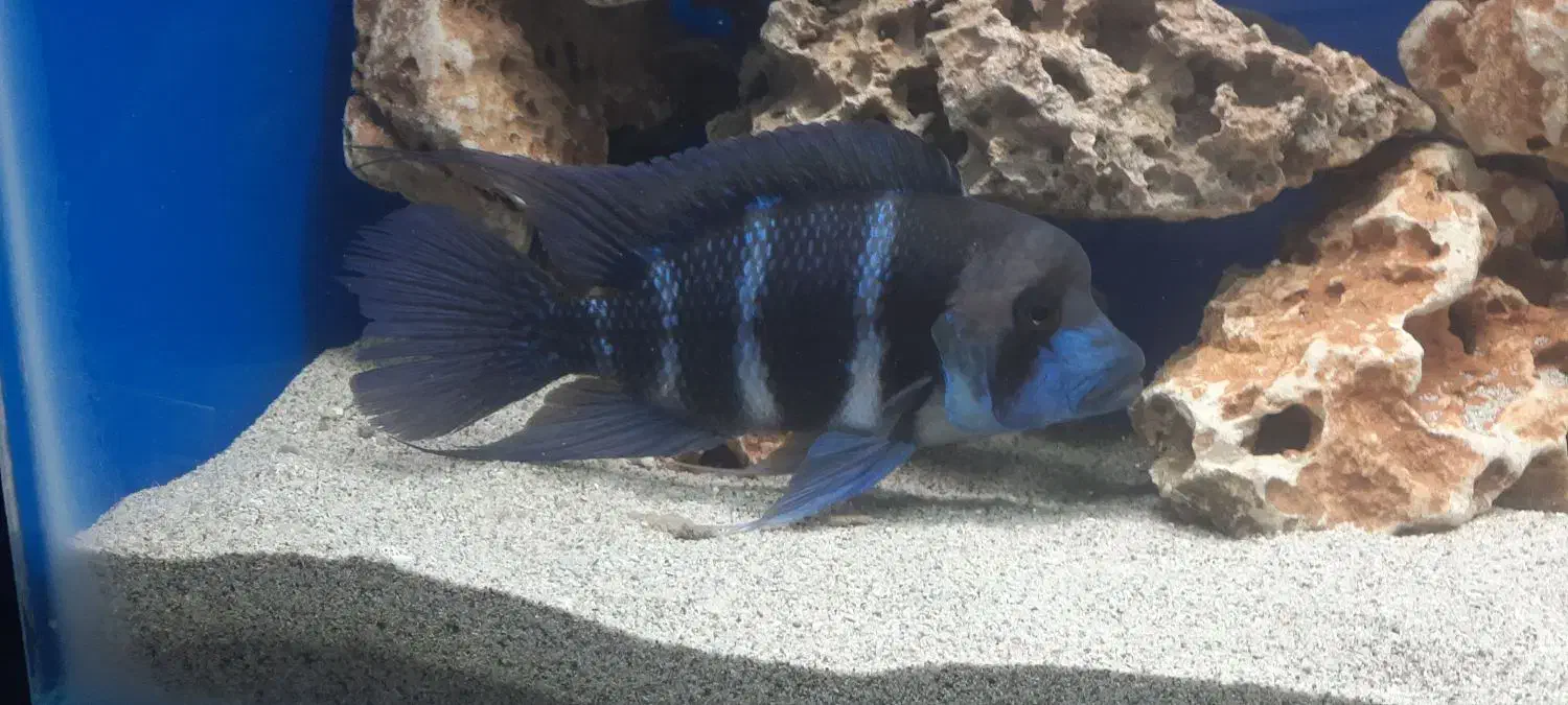 فورانتوزا|ماهی|اسلامشهر, شهرک محمدیه|دیوار