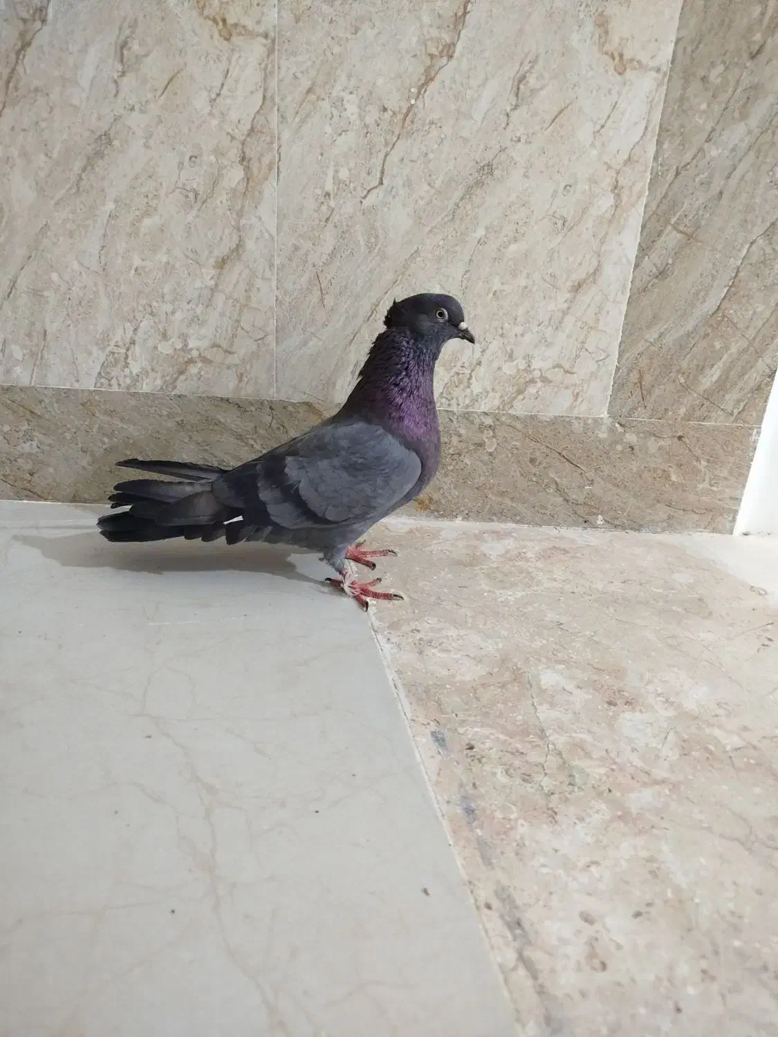 کبوتر باختی گرفتم|پرنده|ایرانشهر, |دیوار