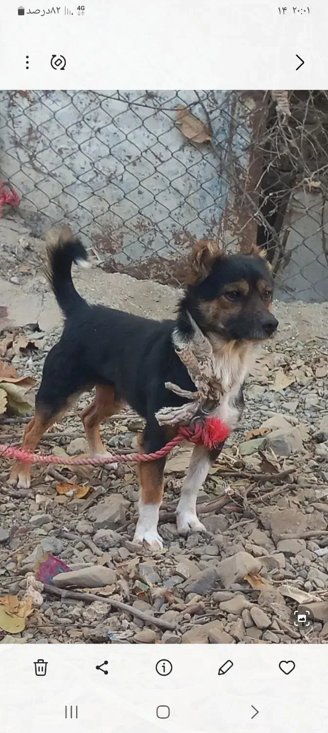 سگ پاکوتا هر دو نر|سگ|موچش, |دیوار