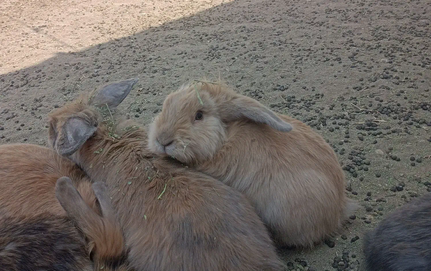 خرگوش مولد لپی هلندی|موش و خرگوش|رفسنجان, |دیوار