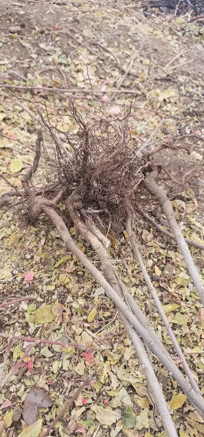 ریشه سماق|خدمات باغبانی و درختکاری|بانه, |دیوار