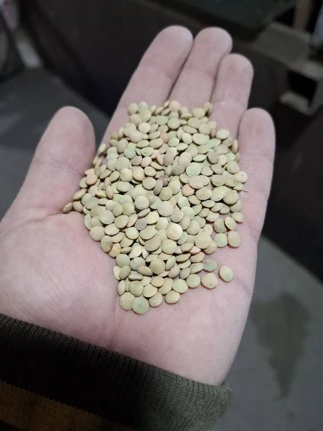 عدس بوجاری|خوردنی و آشامیدنی|گرمی, |دیوار