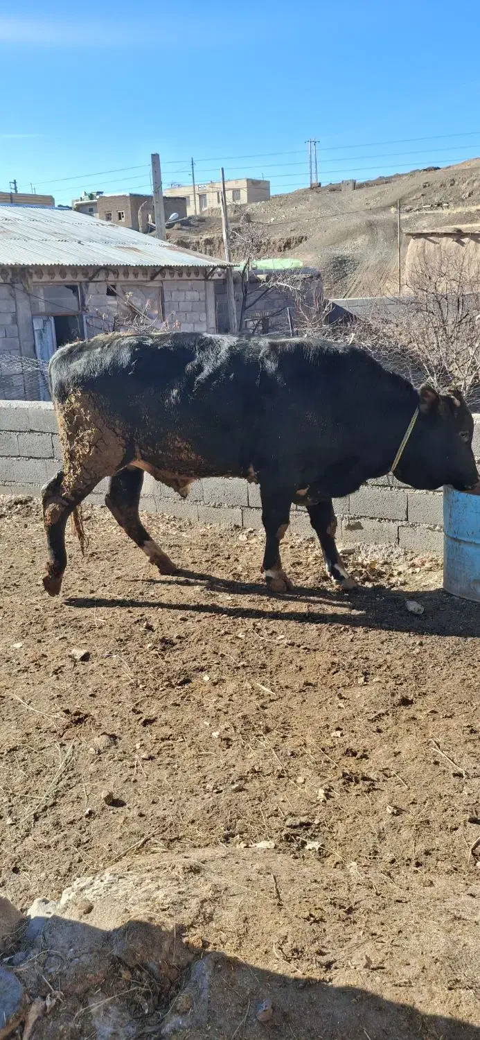 گوساله گوشتی 2ساله پرواری|حیوانات مزرعه|ترکمانچای, |دیوار