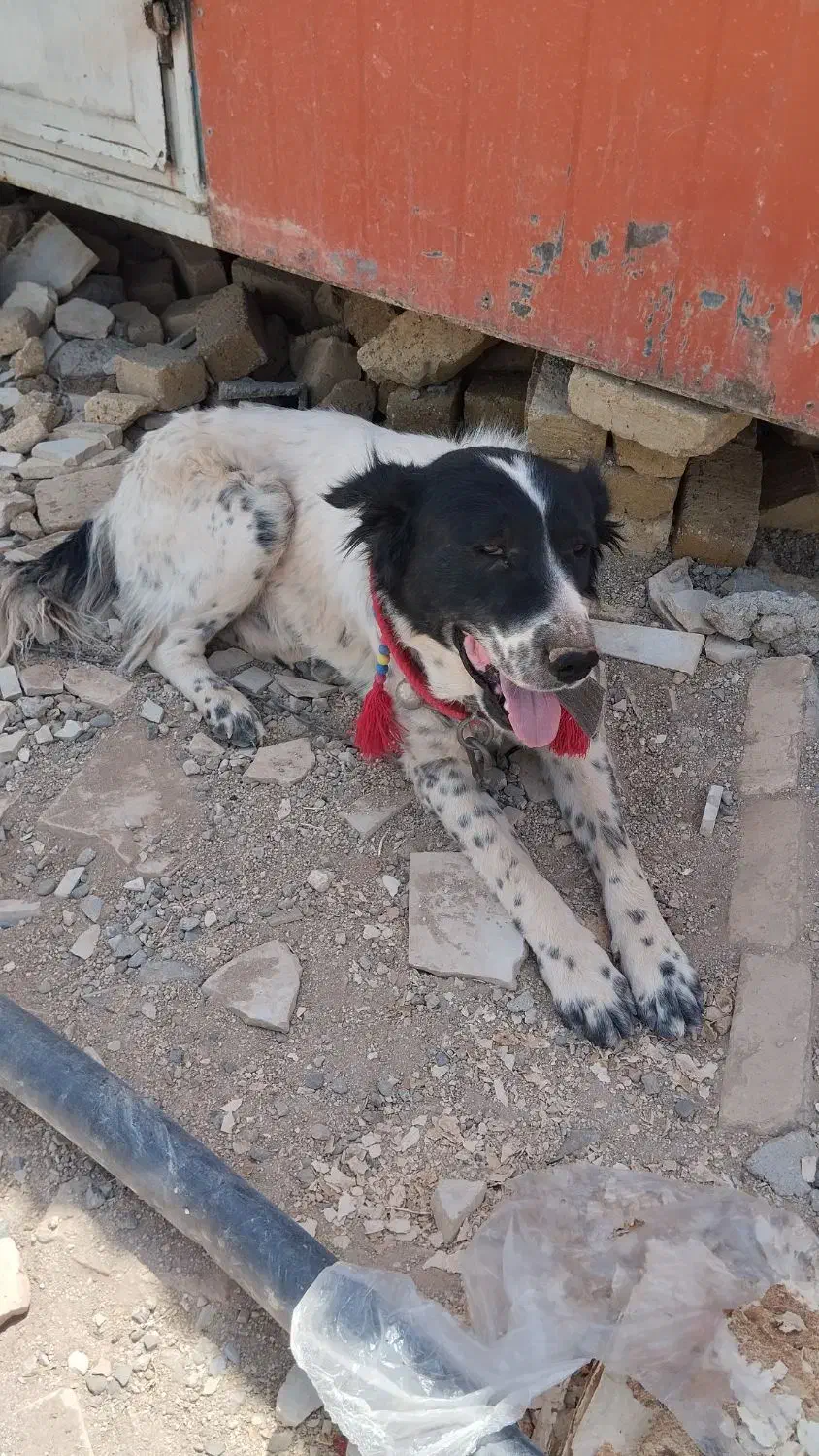 سگ.|حیوانات|دورود, |دیوار