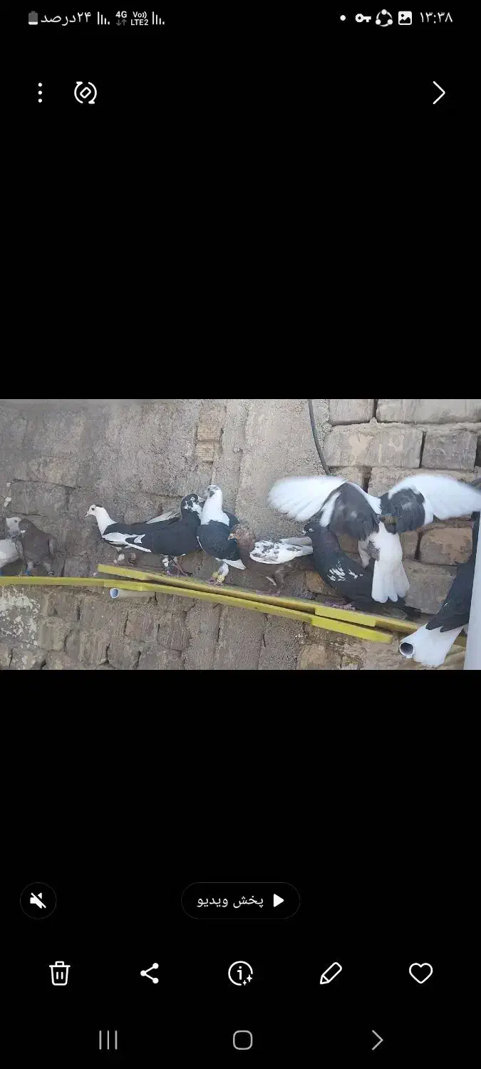 دست کفتری خوب جفتی ۵۰۰|پرنده|شیراز, گویم|دیوار