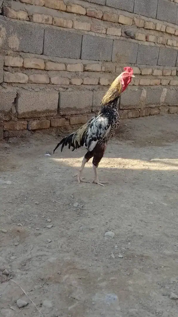 خروس و ماده مرغ|حیوانات مزرعه|ایرانشهر, |دیوار