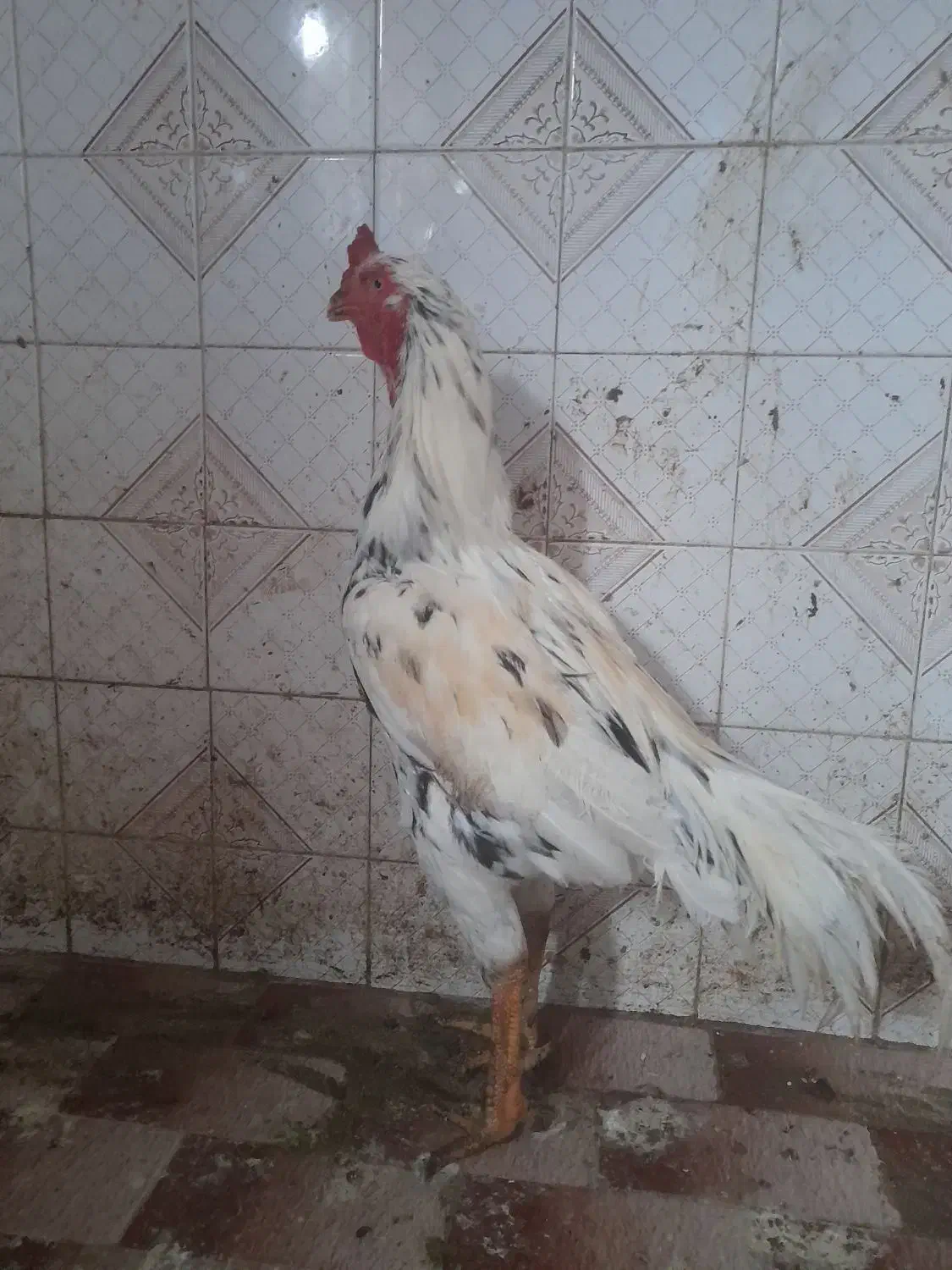 خروس|حیوانات مزرعه|گلوگاه, |دیوار