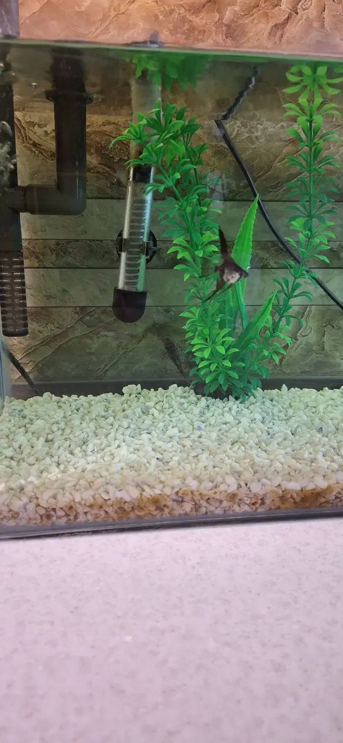 زیبایی منزل|ماهی|تهران, پرستار|دیوار