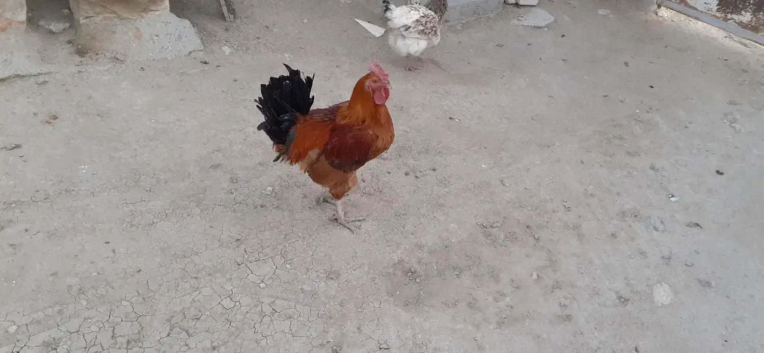 خروس محلی|حیوانات مزرعه|اسلام‌‌آباد غرب, |دیوار