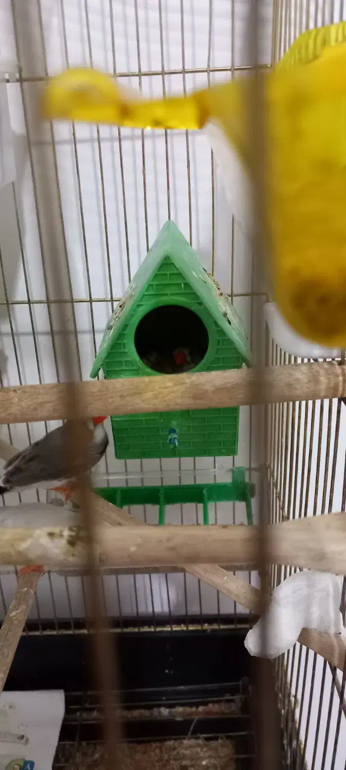 فنچ|پرنده|میانه, |دیوار