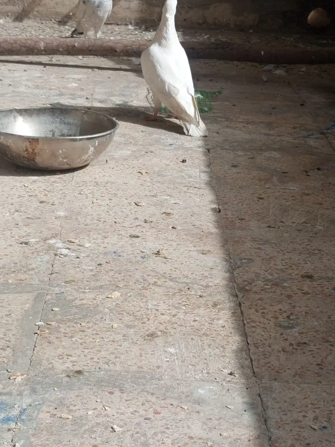 کبوتر|پرنده|مسجد سلیمان, |دیوار