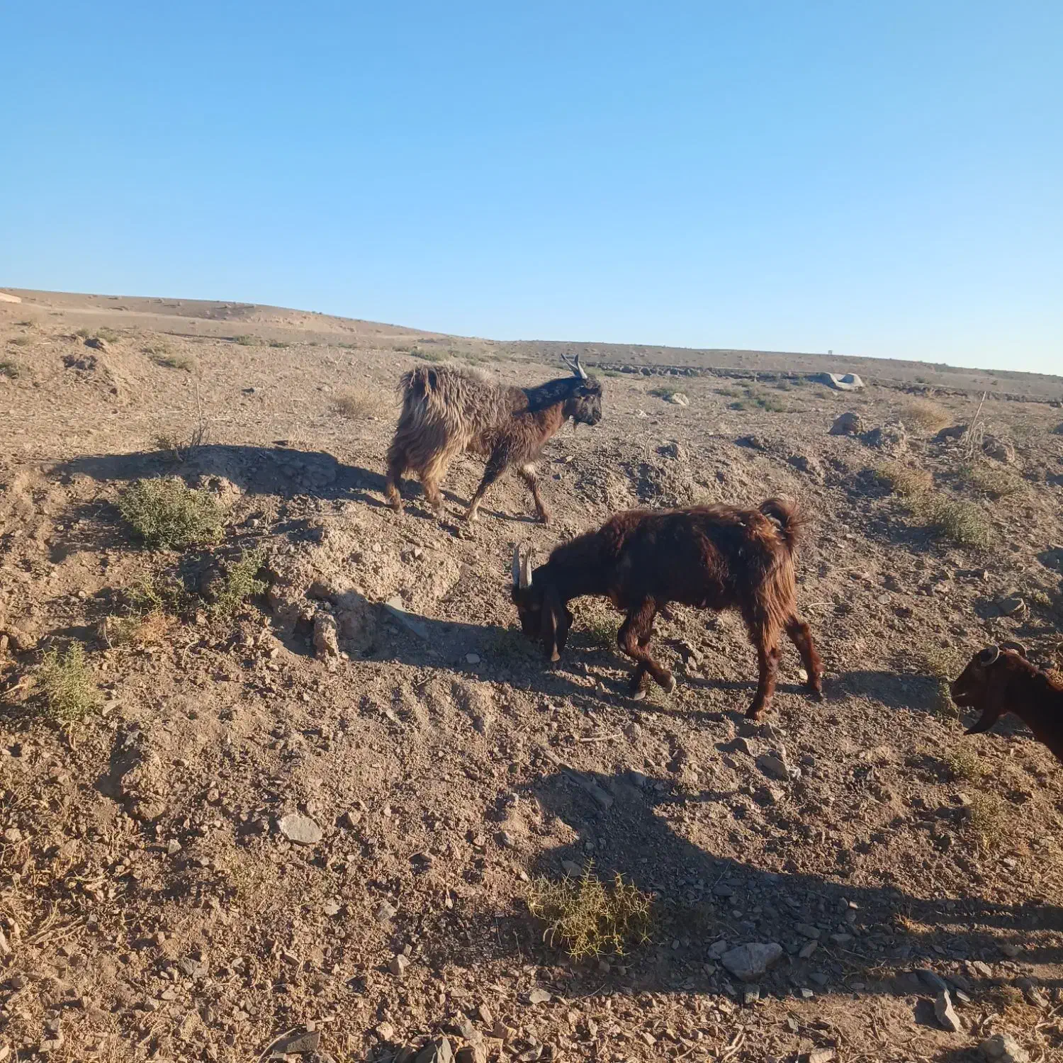 بزغاله نر|حیوانات مزرعه|نیمبلوک, |دیوار