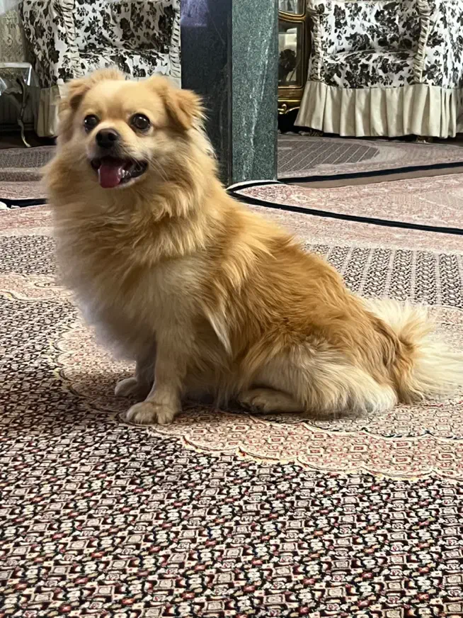 سگ پامر روباهی|سگ|خوی, |دیوار