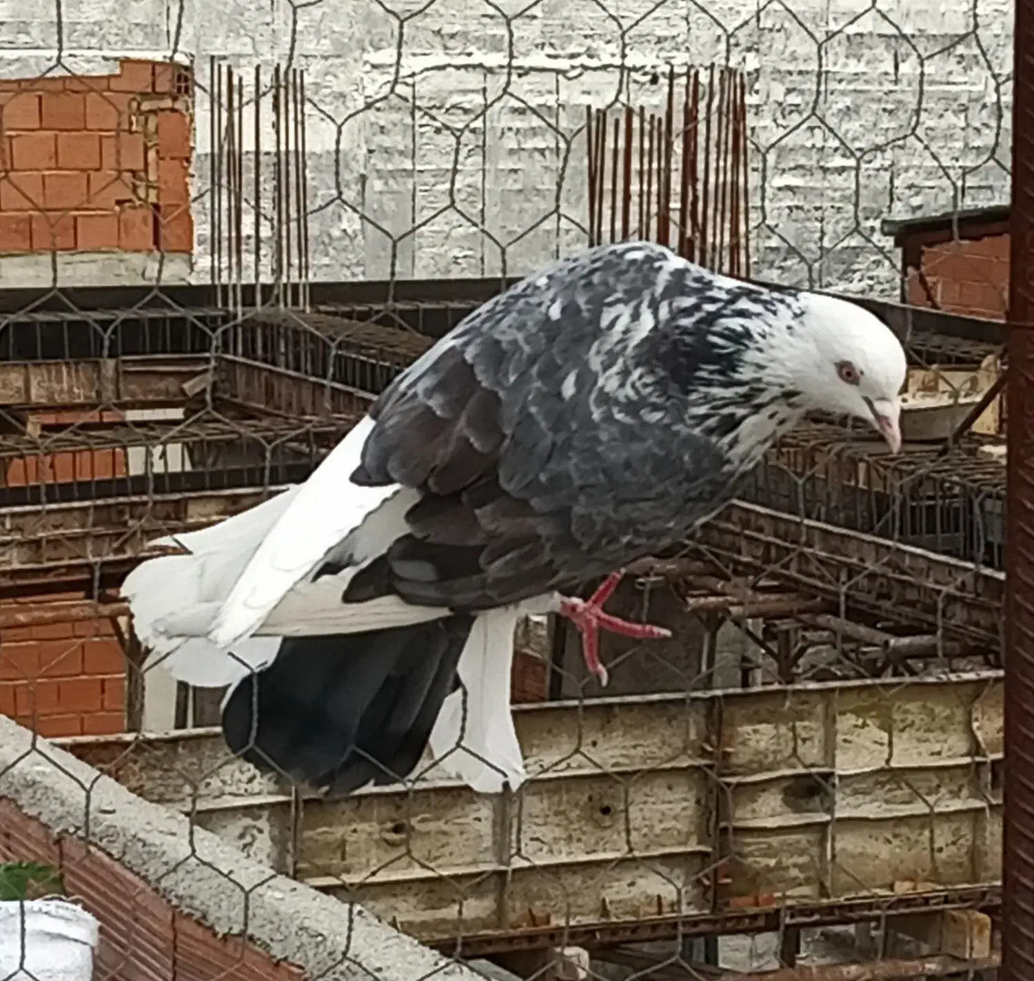 کبوتر پرشی|پرنده|ساری, |دیوار