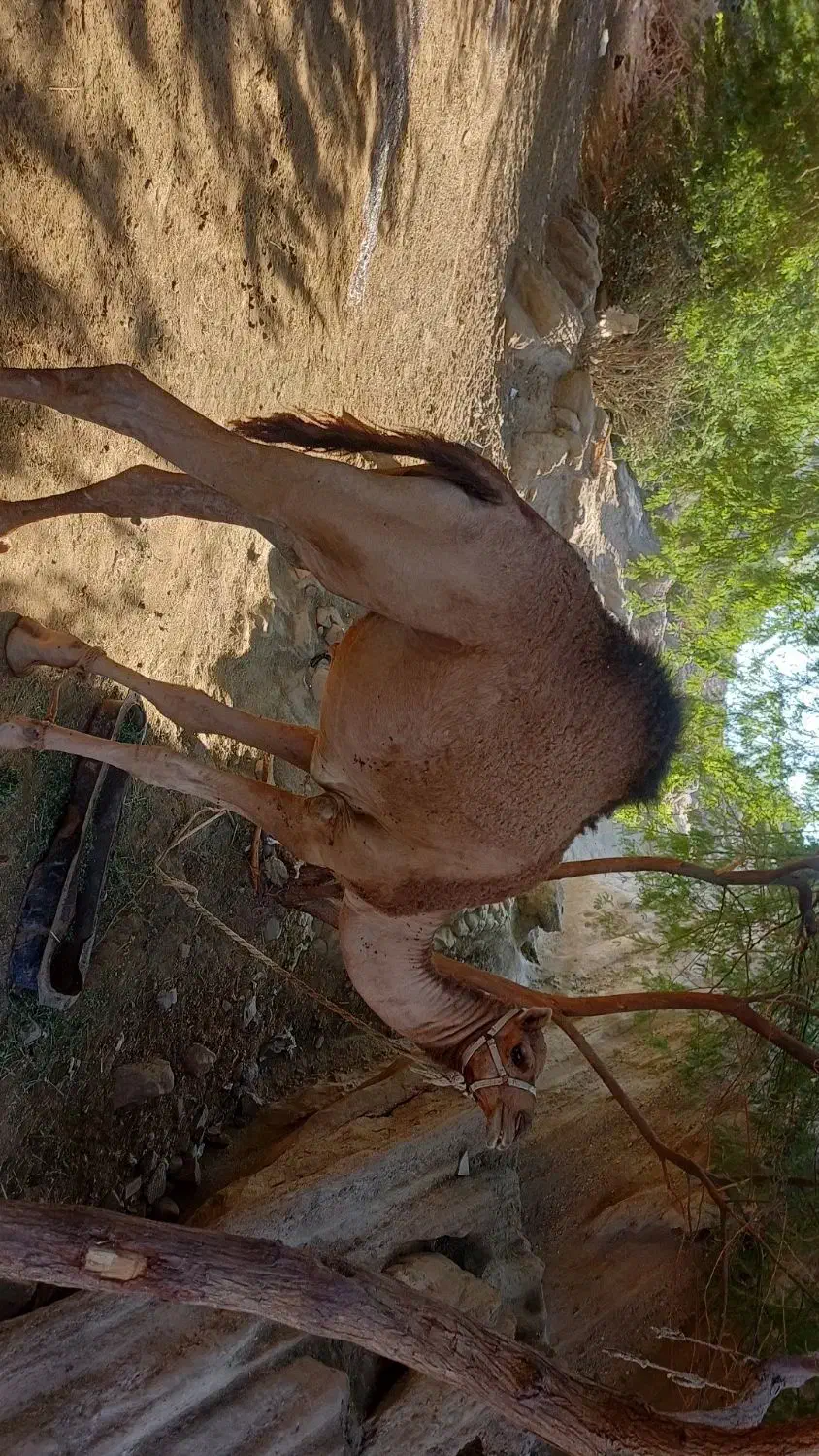 شتر نر ۳سال مخصوص داشت|حیوانات مزرعه|میناب, |دیوار