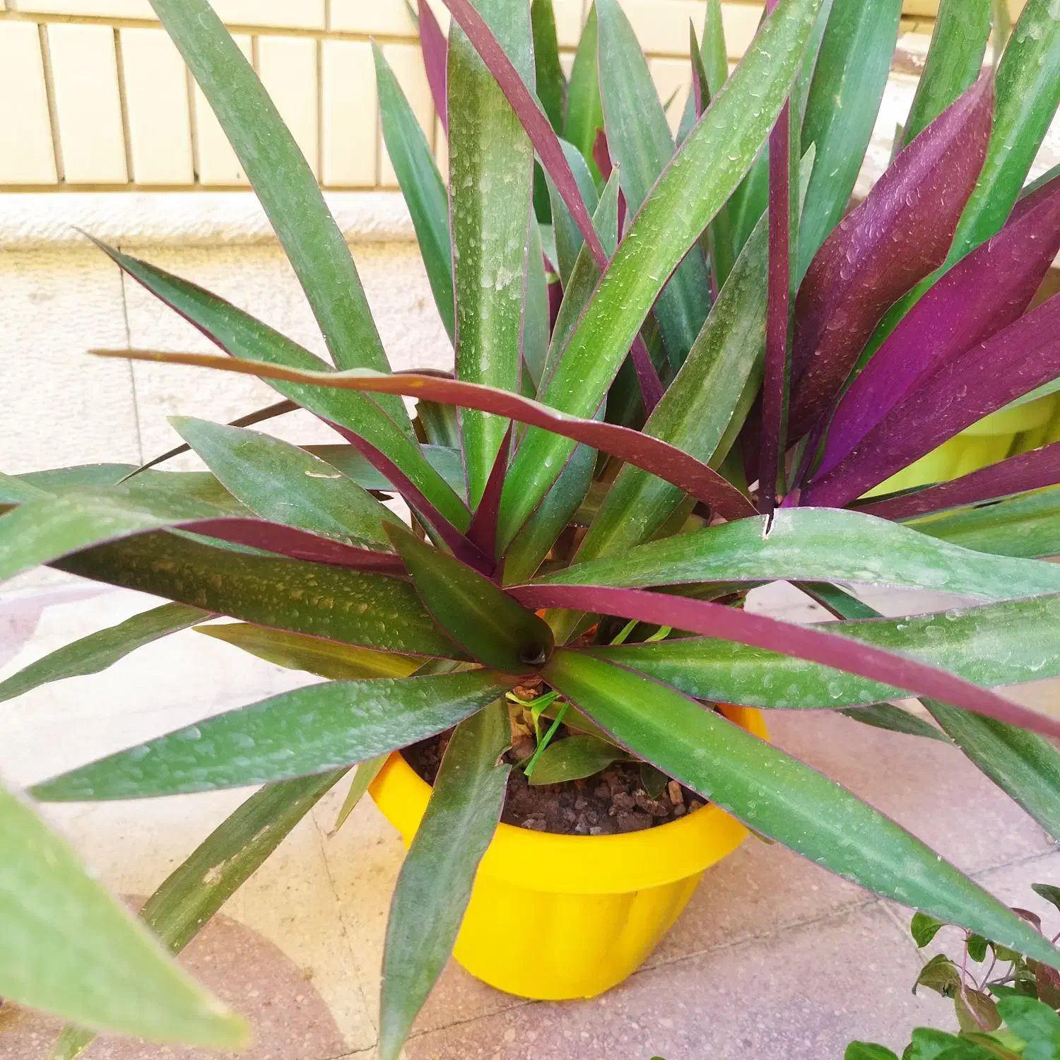 گلدان گل طبیعی سر سبزو شاداب.|گل و گیاه طبیعی|شیراز, رکنآباد|دیوار