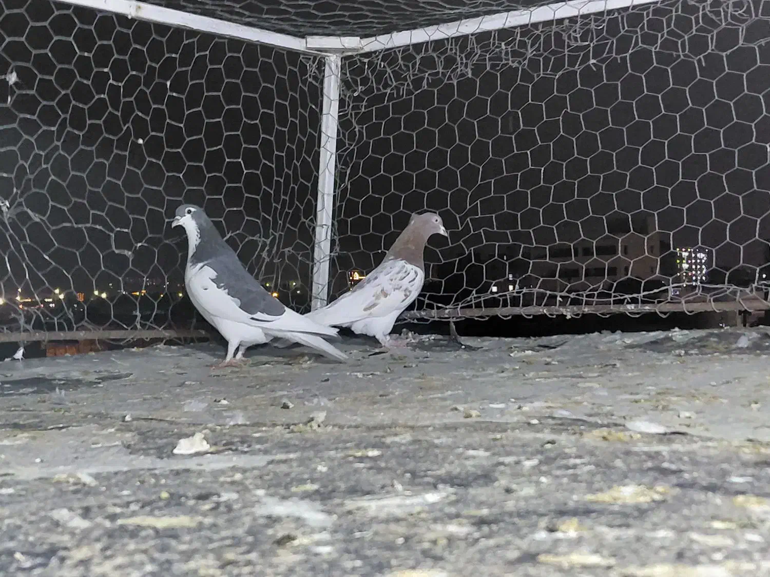 کفتر|پرنده|شیراز, کوشک میدان|دیوار