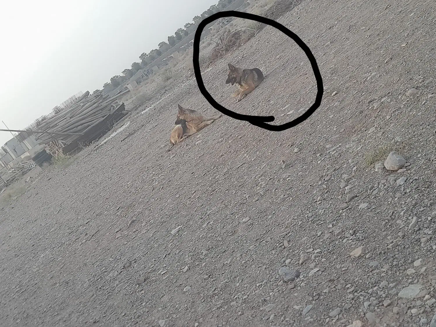 سگ ژرمن|سگ|دلیجان, |دیوار