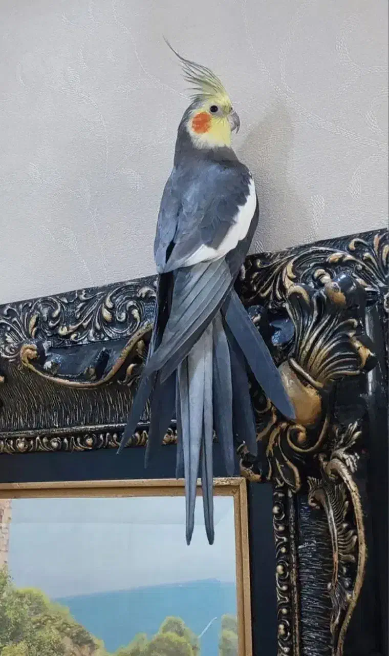 عروس هلندی نر سینامون کار بالغ مست|پرنده|قم, دروازه ری|دیوار