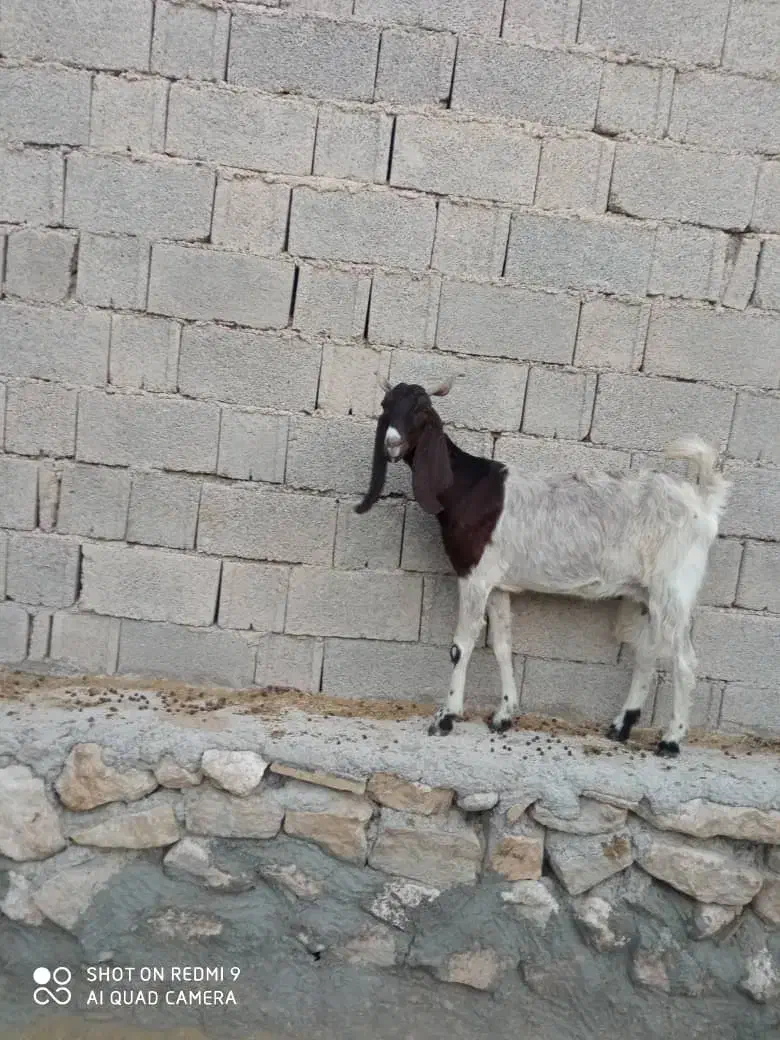 بز کهره دار|حیوانات مزرعه|اهرم, |دیوار