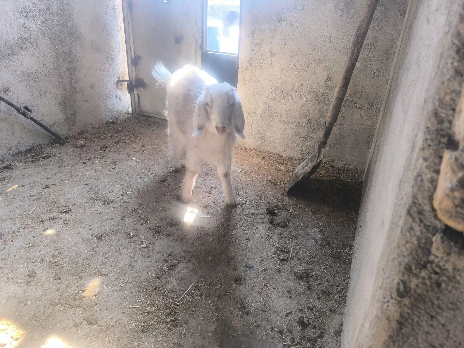 بره بز|حیوانات مزرعه|کرج, ساماندهی|دیوار