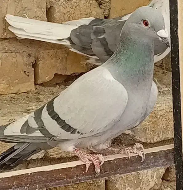 بچه کفتر کاغذی|پرنده|حمیدیا, |دیوار