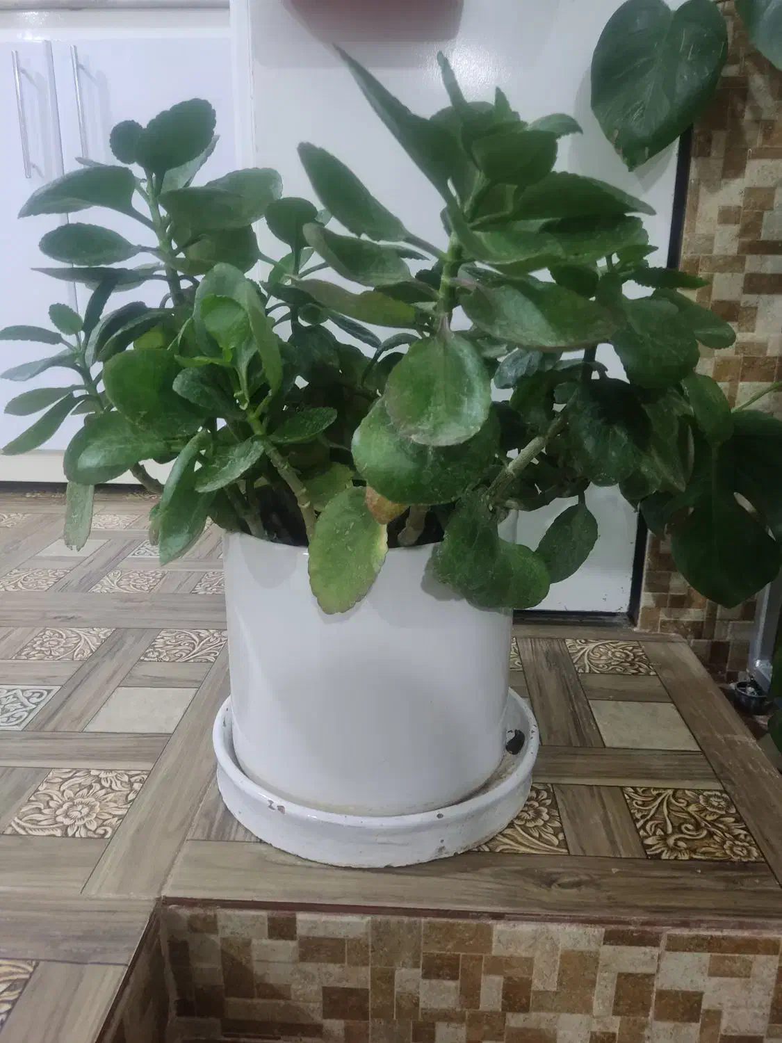 گل های اپارتمانی|گل و گیاه طبیعی|هرسین, |دیوار