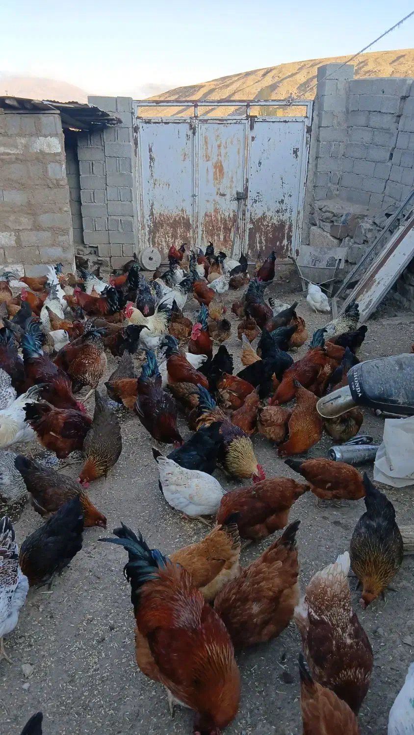 خروس و مرغ جوان زنده و پاک شده  توضیحات خوانده شود|حیوانات مزرعه|تهران, امام زاده عبدالله|دیوار