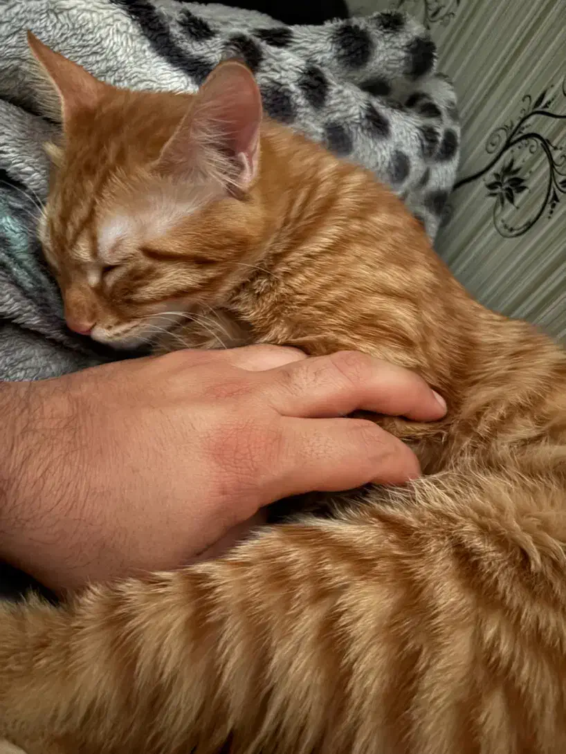 واگذاری گربه|گربه|اصفهان, ملک‌شهر|دیوار