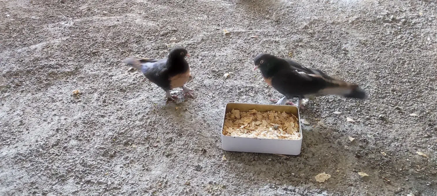 کبوتر ترکیه وشق شقی|پرنده|جوانرود, |دیوار