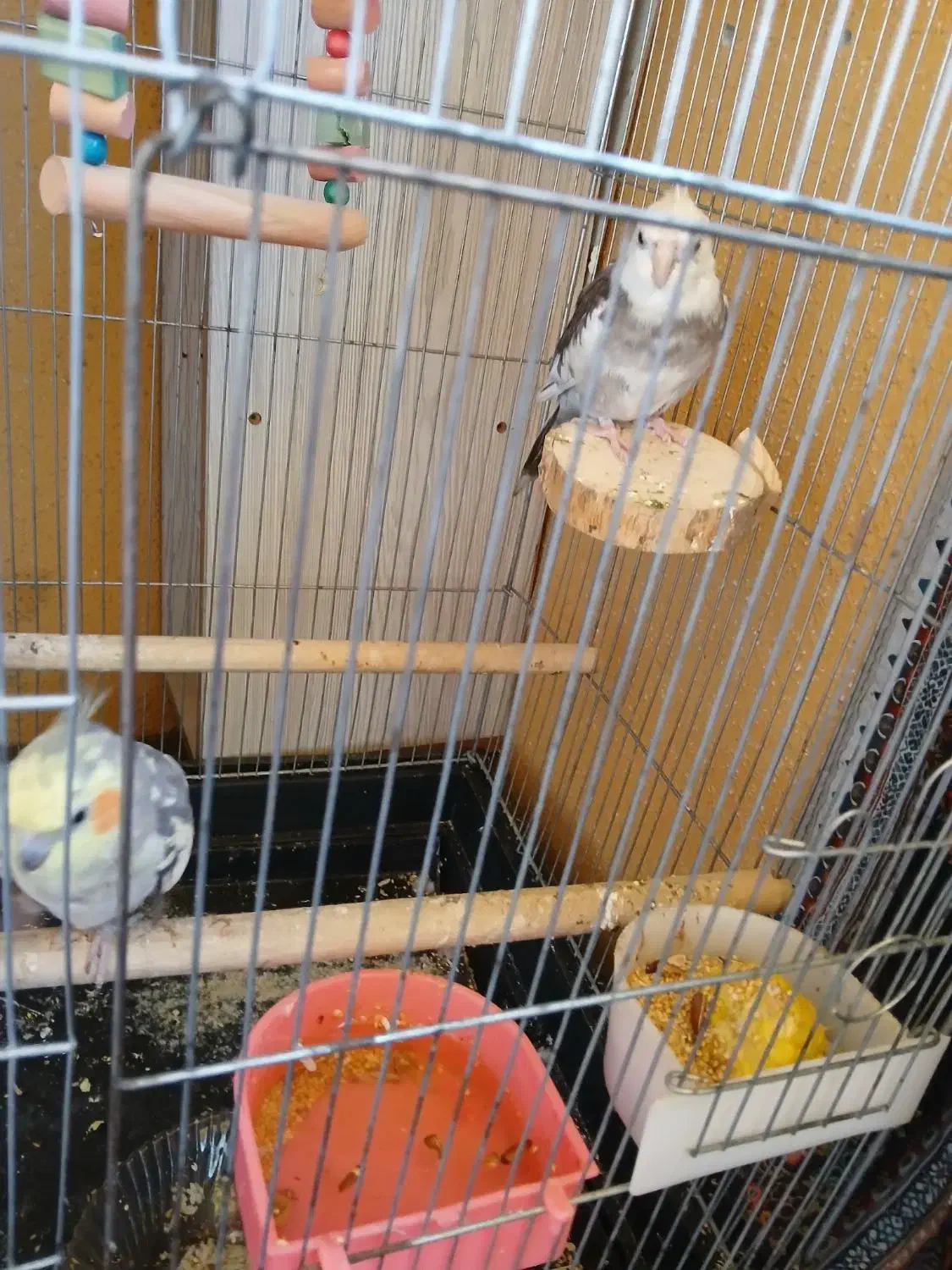 جفت عروس هلندی دستی|پرنده|کرج, منطقه ویژه اقتصادی پیام|دیوار