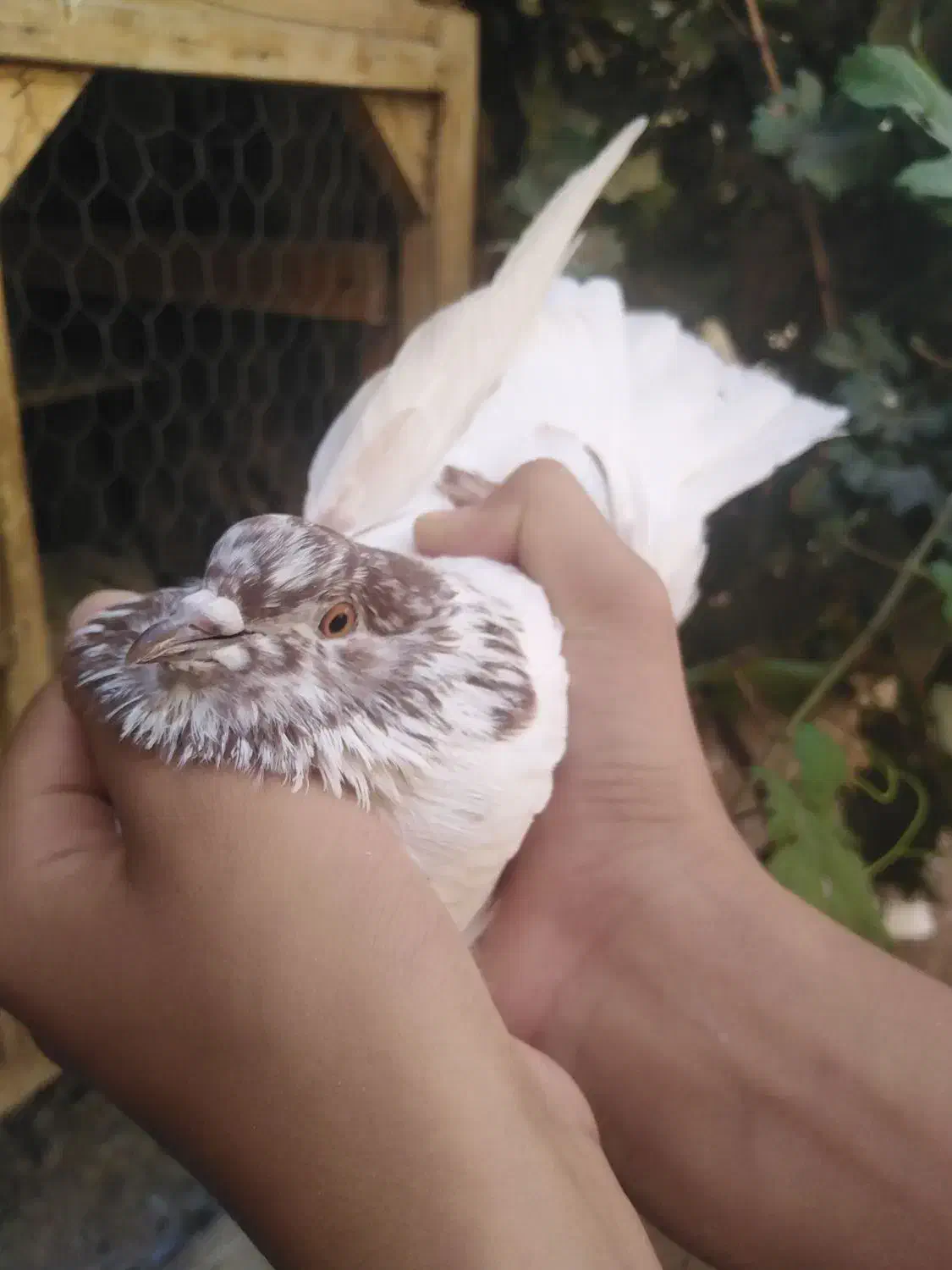 کبوتر|پرنده|نجف‌آباد, یزدانشهر|دیوار