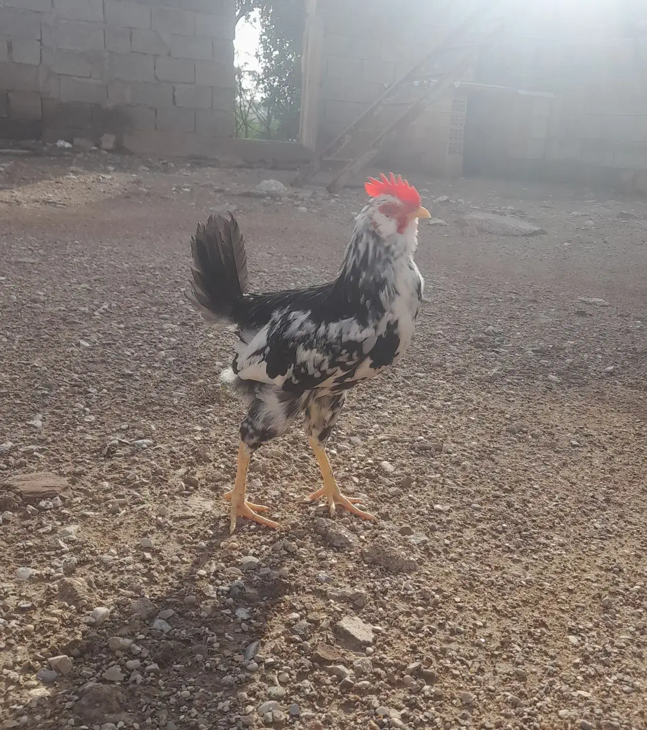 خوروس|حیوانات مزرعه|مسجد سلیمان, |دیوار