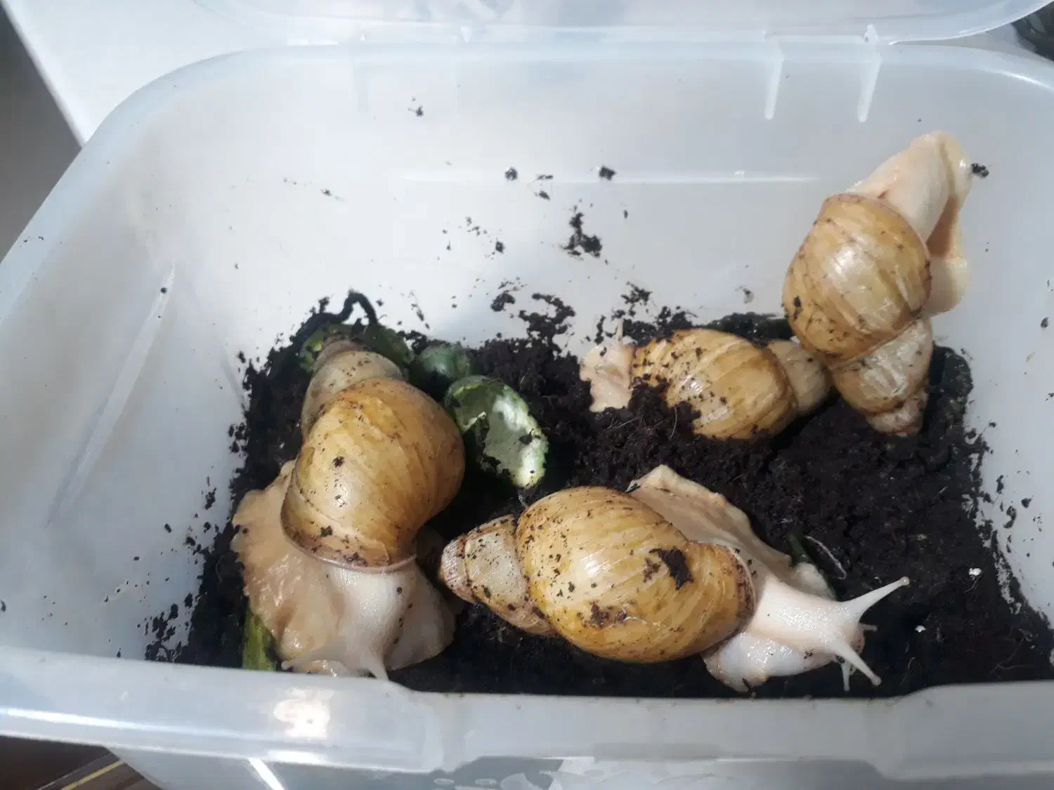 حلزون ۱۳ سانتی تخم گذار|خزنده|کرج, کمالشهر|دیوار