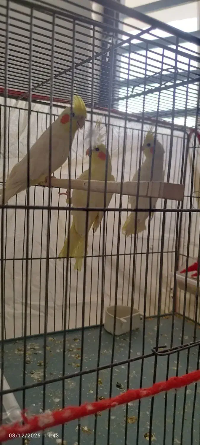 عروس هلندی لوتینو|پرنده|کرمان, |دیوار