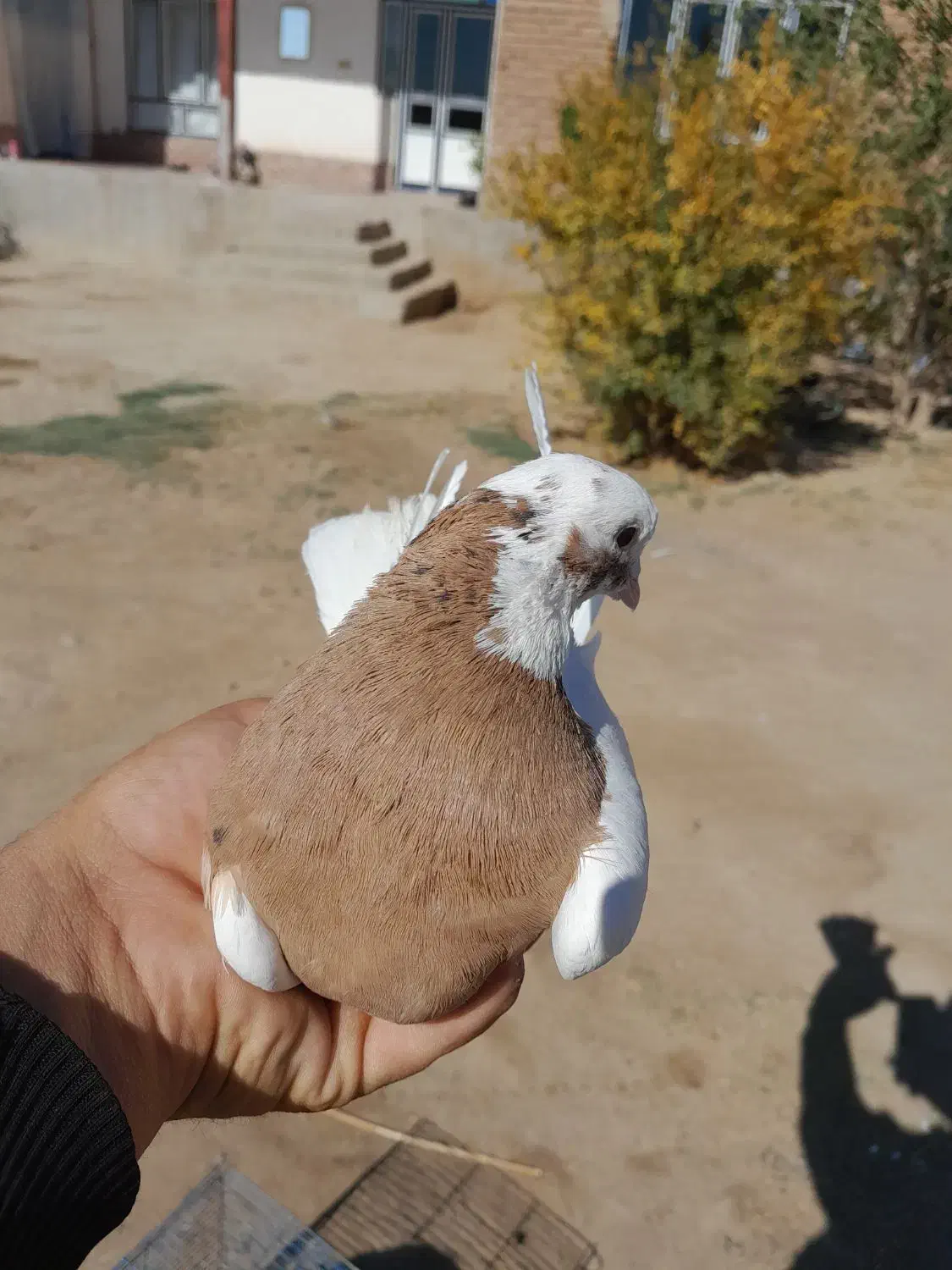 کبوتر طوقی|پرنده|ملکان, |دیوار