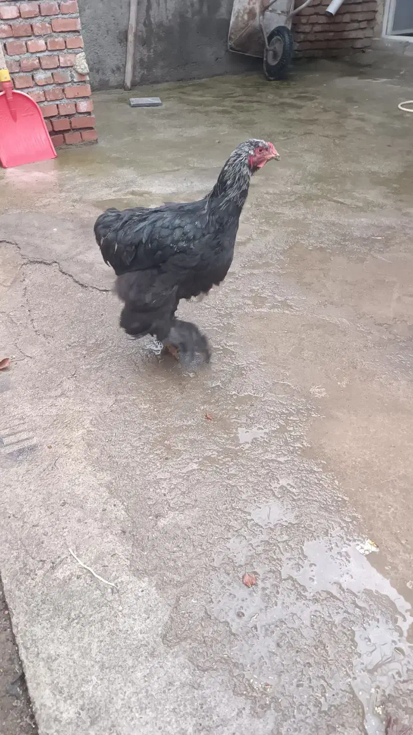 برهما بلک|حیوانات مزرعه|محمدبار, |دیوار