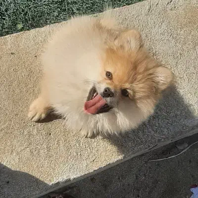 سگ پامر|سگ|کرمانشاه, |دیوار