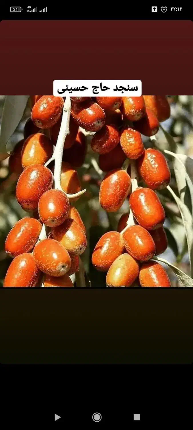 فندق ماکادمیا ،فندق فرتل و سنجد|خدمات باغبانی و درختکاری|چالوس, |دیوار