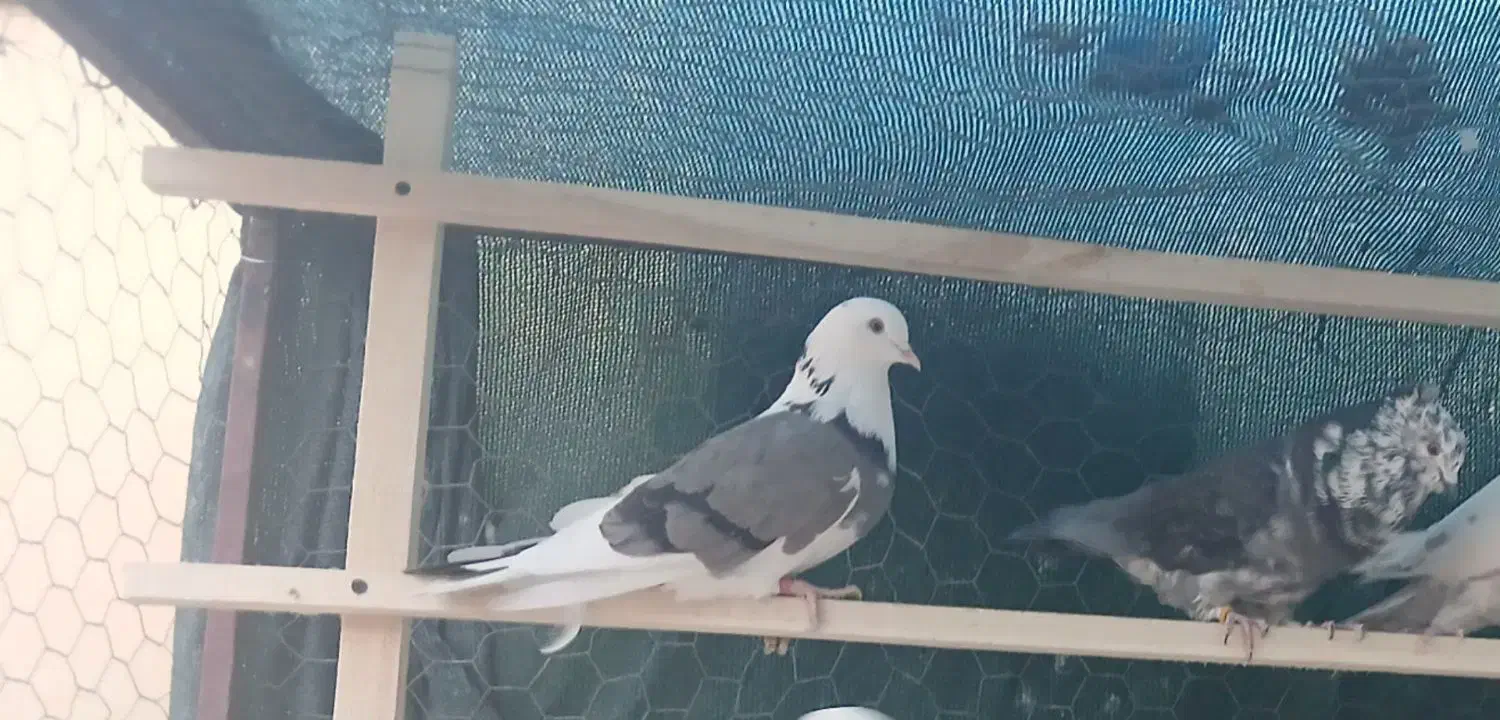 کبوتر پرشی|پرنده|سمنان, |دیوار