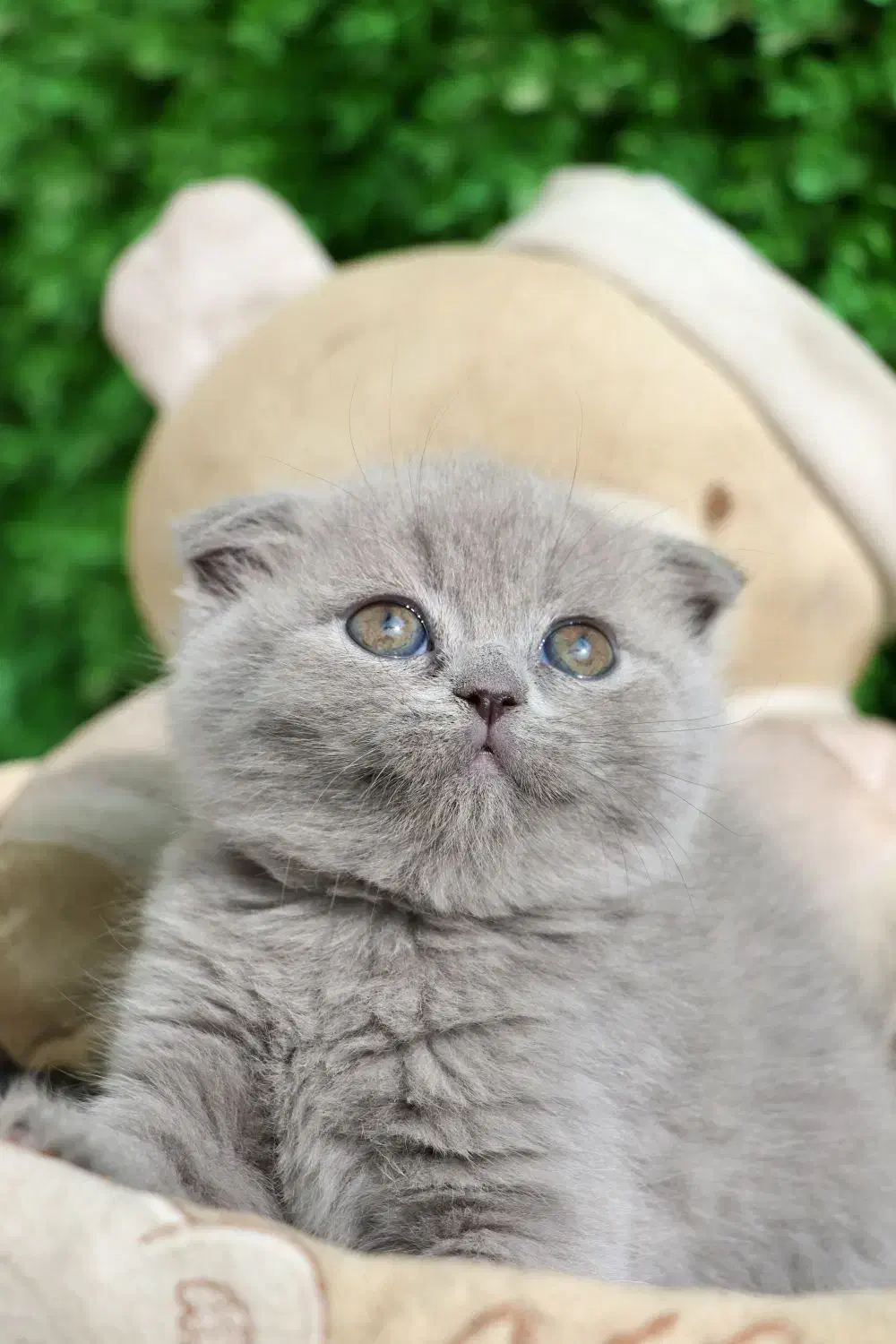 توله نارنجی بریتیش اسکاتیش|گربه|کرمان, |دیوار