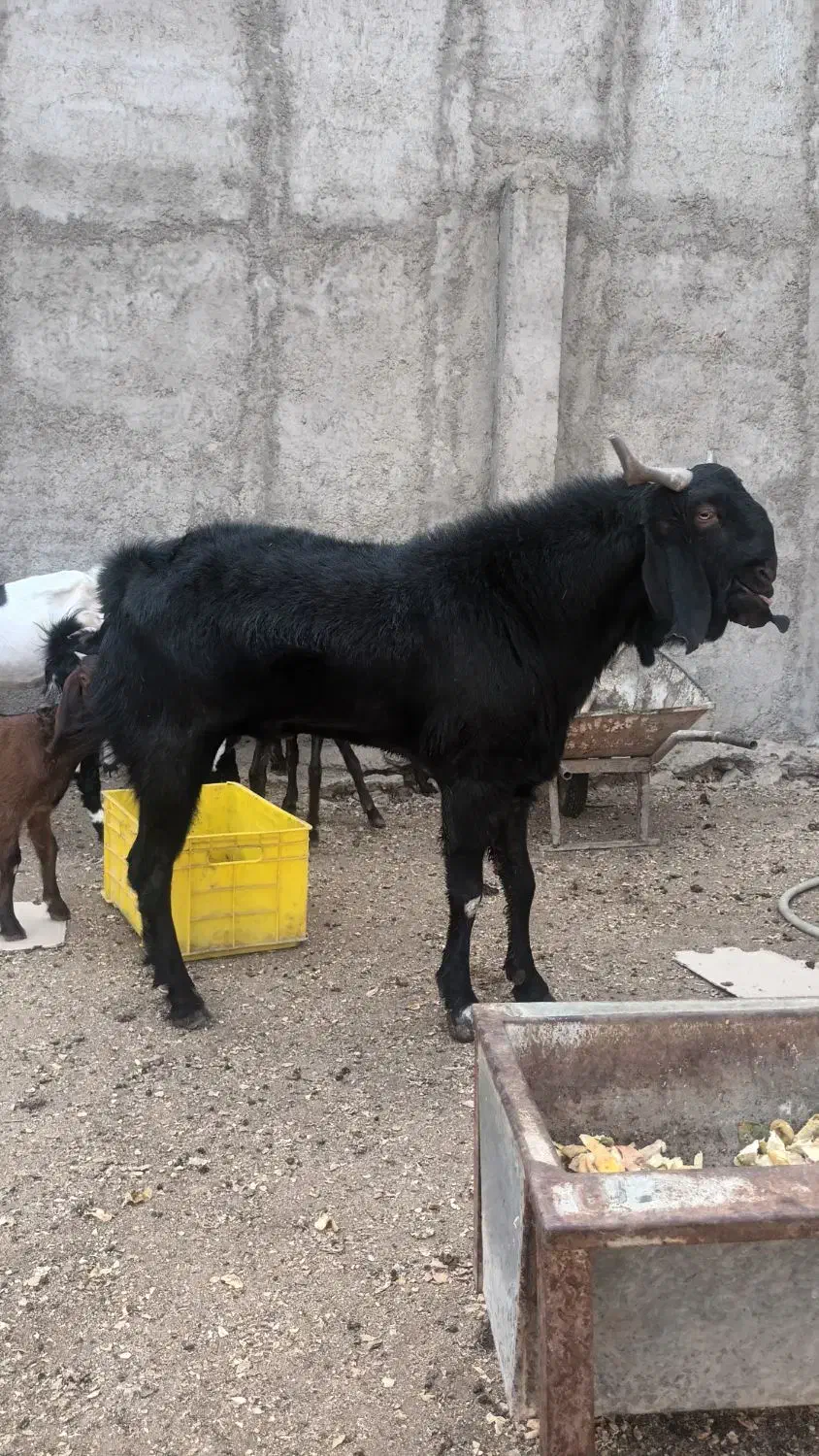 نر بز پاکستانی|حیوانات مزرعه|خاوران, |دیوار