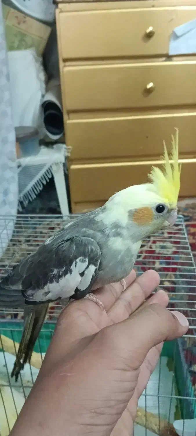 عروس هلندی|پرنده|یزد, |دیوار