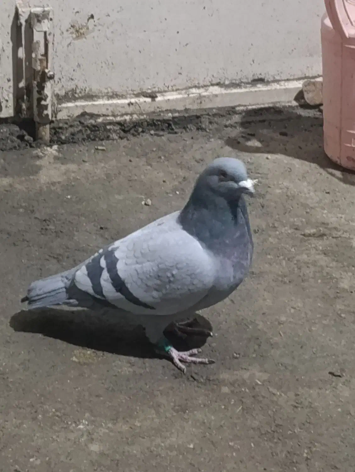 نر مسافتی|پرنده|سردشت, |دیوار